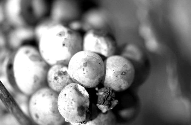 Rieslingtraube